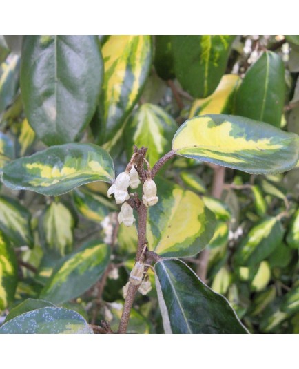 Elaeagnus ebbingei x 'Limelight' - chalefs,