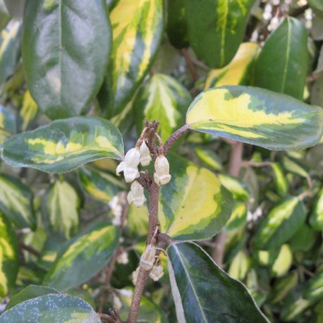 Elaeagnus ebbingei x 'Limelight' - chalefs,