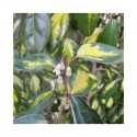 Elaeagnus ebbingei x 'Limelight' - chalefs,