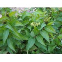 Diervilla rivularis 'Honeybee'
