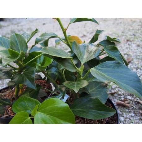 Hedera colchica 'FallFavorite'