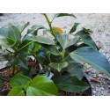 Hedera colchica 'FallFavorite'