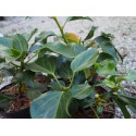 Hedera colchica 'FallFavorite'