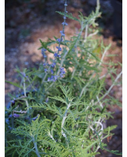 Perovskia atriplicifolia 'Blue Jean Baby' ®