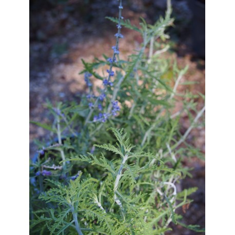 Perovskia atriplicifolia 'Blue Jean Baby' ®