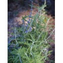 Perovskia atriplicifolia 'Blue Jean Baby' ®