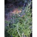 Perovskia atriplicifolia 'Blue Jean Baby' ®