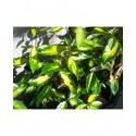 Elaeagnus ebbingei x 'Limelight' - chalefs,