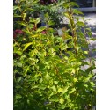 Physocarpus opulifolius 'Rasberry Lemonade' ®