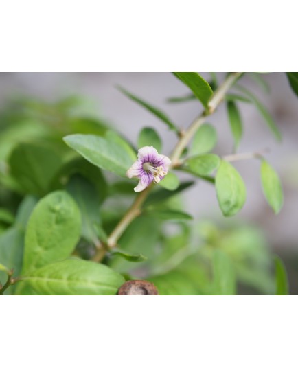 Lycium barbarum ' Instant Success'