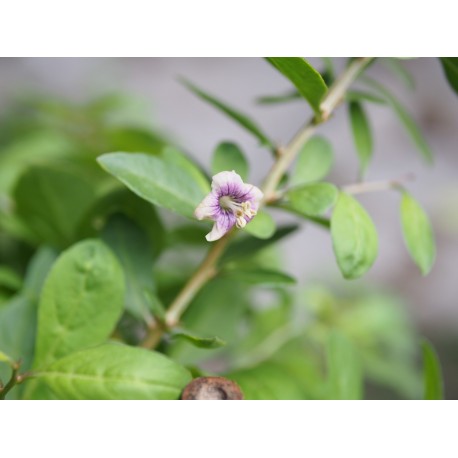 Lycium barbarum ' Instant Success'