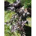 Sambucus nigra 'Black Tower'® (Eiffel 01)- sureau fastigié pourpre