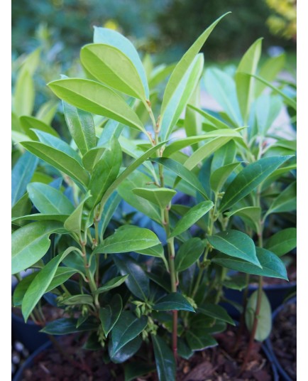 Sarcoccoca hookeriana var. humilis 'Fragrant Mountain' ®