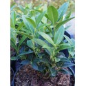 Sarcoccoca hookeriana var. humilis 'Fragrant Mountain' ®