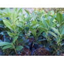 Sarcoccoca hookeriana var. humilis 'Fragrant Mountain' ®