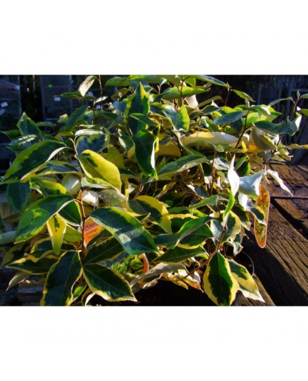 Elaeagnus ebbingei x 'Viveleg'® - Chalef