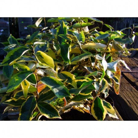 Elaeagnus ebbingei x 'Viveleg'® - Chalef