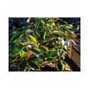 Elaeagnus ebbingei x 'Viveleg'® - Chalef