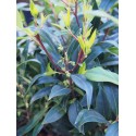 Sarcococca hookeriana var digyna 'Purple Gem' ®