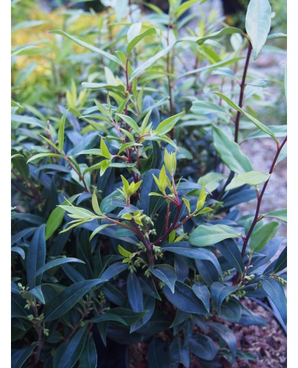 Sarcococca hookeriana var digyna 'Purple Gem' ®