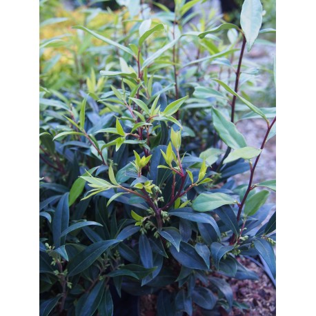 Sarcococca hookeriana var digyna 'Purple Gem' ®