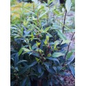 Sarcococca hookeriana var digyna 'Purple Gem' ®