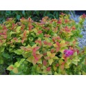 Spiraea japonica 'Little Flame' ®