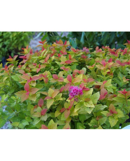 Spiraea japonica 'Little Flame' ®