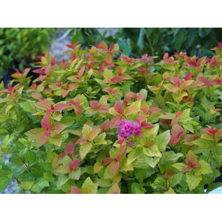 Spiraea japonica 'Little Flame' ®