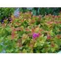 Spiraea japonica 'Little Flame' ®