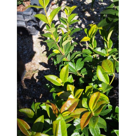 Trachelospermum jasminoides 'Winter Ruby' ®