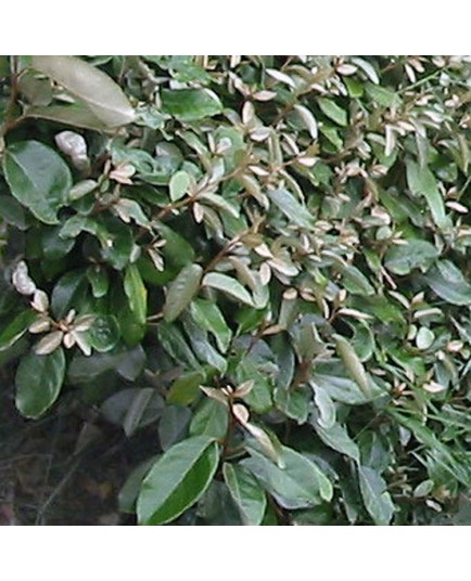 elaeagnus x ebbingei chalef de ebbing