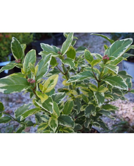 Viburnum tinus 'White Egret' ®