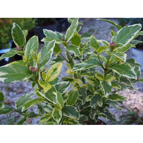 Viburnum tinus 'White Egret' ®