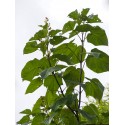 Paulownia tomentosa 'Hulsdonk