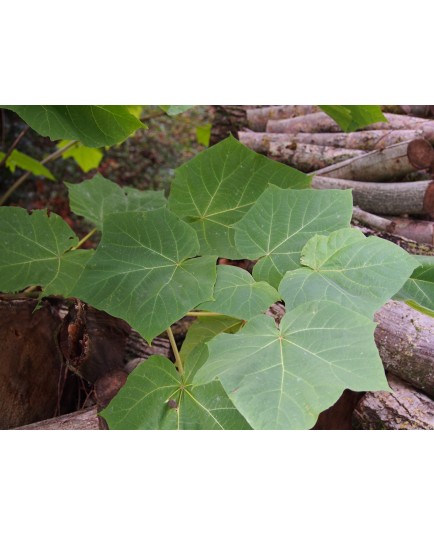 Paulownia tomentosa 'Hulsdonk