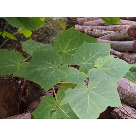 Paulownia tomentosa 'Hulsdonk