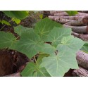 Paulownia tomentosa 'Hulsdonk