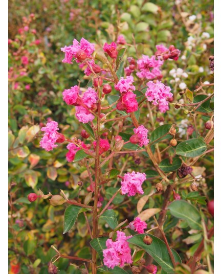 Lagerstroemia indica 'Petit Pink'