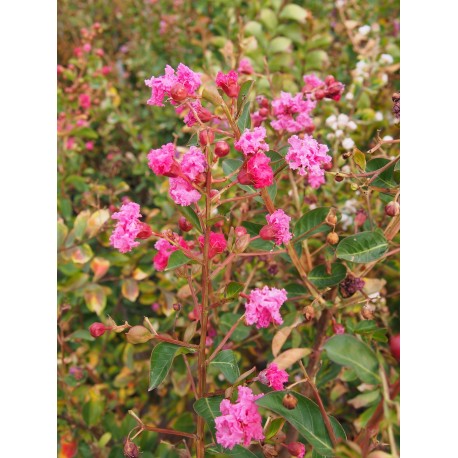 Lagerstroemia indica 'Petit Pink'