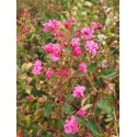 Lagerstroemia indica 'Petit Pink'