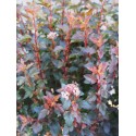 Physocarpus opulifolius 'Sweet Cherry Tea' ®