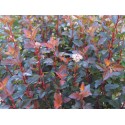 Physocarpus opulifolius 'Sweet Cherry Tea' ®