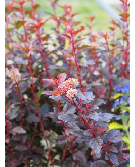 Physocarpus opulifolius 'Sweet Cherry Tea' ®