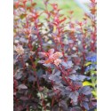 Physocarpus opulifolius 'Sweet Cherry Tea' ®