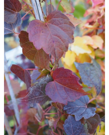 Parthenocissus tricuspidata 'Veitch Boskoop' - Vigne Vierge