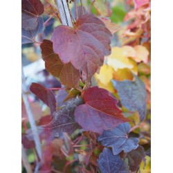 Parthenocissus tricuspidata 'Veitch Boskoop' - Vigne Vierge