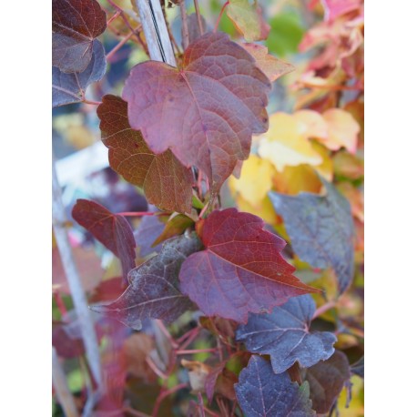 Parthenocissus tricuspidata 'Veitch Boskoop' - Vigne Vierge