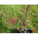 Aronia arbutifolia 'Brillant'