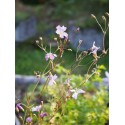 Gypsophila tenuifolia - gypsophile à petites feuilles